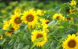 Vườn hoa hướng dương nở trong Hoàng thành Thăng Long